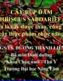 Cây bụp dấm