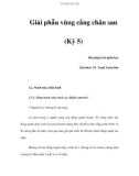 Giải phẫu vùng cẳng chân sau (Kỳ 5)