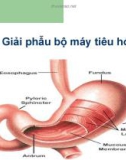 Bài giảng Giải phẫu bộ máy tiêu hóa