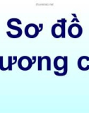 Sơ đồ xương cá