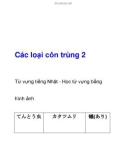 Các loại côn trùng 2