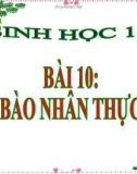 Bài giảng Sinh học 10 bài 10: Tế bào nhân thực (tiếp theo)