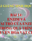 Bài giảng Sinh học 10 bài 14: Enzim và vai trò của enzim trong quá trình chuyển hóa vật chất