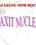 Bài giảng Sinh học 10 bài 6: Axit nuclêic