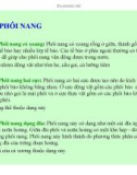 Đại cương về Mô và Phôi : PHÂN CẮT TRỨNG, PHÔI NANG, PHÔI VỊ VÀ HÌNH THÀNH LÁ PHÔI THỨ BA part 2