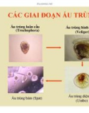 Đại cương về Mô và Phôi : Phát triển của động vật thân mềm part 2