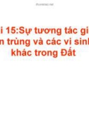 Sự tương tác giữa tuyến trùng và các vi sinh vật khác trong Đất