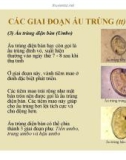 Đại cương về Mô và Phôi : Phát triển của động vật thân mềm part 4