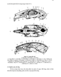 THỰC HÀNH ĐỘNG VẬT HỌC (PHẦN HÌNH THÁI – GIẢI PHẪU) part 10