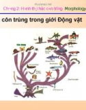 Bài giảng côn trùng học - phần 1