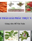 Bài giảng Hình thái giải phẫu thực vật - GV. Đỗ Văn Tuân