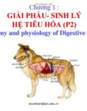 Bài giảng Chương 1: Giải phẩu - Sinh lý hệ tiêu hóa (P2)