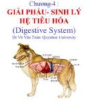 Bài giảng Chương 4: Giải phẩu - Sinh lý hệ tiêu hóa - Dr Võ Văn Toàn