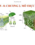 Bài giảng Hình thái giải phẫu học thực vật - Chương 2: Mô thực vật