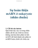 Tài liệu: Sự hoàn thiện mARN ở eukaryote (nhân chuẩn)