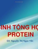 Bài giảng Sinh học phân tử: Sinh tổng hợp protein - Nguyễn Thị Ngọc Yến