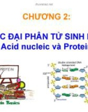 Bài giảng Sinh học phân tử - Chương 2: Các đại phân tử sinh học acid nucleic và protein