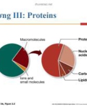 Bài giảng Sinh hoá đại cương (Sinh hoá tĩnh): Chương 3 - TS. Đoàn Thị Phương Thùy