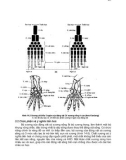 Giáo trình động vật học part 7