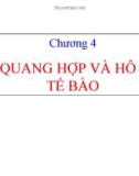 Bài giảng Sinh học đại cương: Chương 4 - Nguyễn Thị Diệu Hạnh