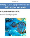 Chương II. Các đại phân tử sinh học: Acid nucleic và Protein