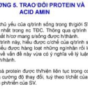 Bài giảng Hóa sinh đại cương - Chương 5: Chuyển hóa protein và acid amin