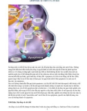 Apoptosis - Sự chết tế bào