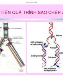 CÁC QUÁ TRÌNH SINH HỌC Ở MỨC PHÂN TỬ part 2