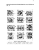 Giáo trình Hình thái giải phẩu học thực vật part 4