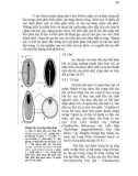 Giáo trình Hình thái giải phẩu học thực vật part 10
