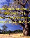 Bài giảng Hình thái giải phẫu học thực vật - Chương 3: Cơ quan sinh dưỡng (Thân cây)