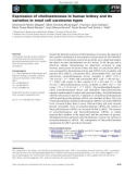 Báo cáo khoa học: Expression of cholinesterases in human kidney and its variation in renal cell carcinoma types