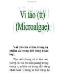 vi tảo (tt)