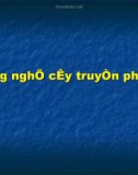 Bài giảng Công nghệ cấy truyền phôi bò