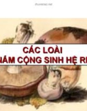 Bài giảng Sinh học và kỹ thuật trồng nấm - Bài: Các loài nấm cộng sinh hệ rễ