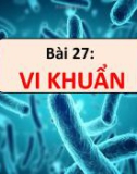 Bài giảng môn Khoa học tự nhiên lớp 6 bài 27: Vi khuẩn