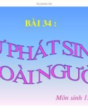 Bài giảng Sinh học lớp 12 bài 34: Sự phát sinh loài người