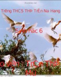 Bài giảng điện tử môn sinh học: cấu tạo thân non