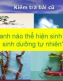 Bài giảng điện tử môn sinh học: Sinh sản sinh dưỡng