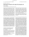 Báo cáo khoa học: Mitochondrial connection to the origin of the eukaryotic cell