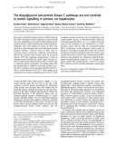 Báo cáo khoa học: The diacylglycerol and protein kinase C pathways are not involved in insulin signalling in primary rat hepatocytes