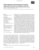 Báo cáo khoa học: Protein glycation in Saccharomyces cerevisiae Argpyrimidine formation and methylglyoxal catabolism