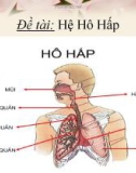 Đề tài: Hệ hô hấp