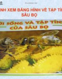 Giáo án điện tử môn môn sinh học: tập tính loài sâu bọ