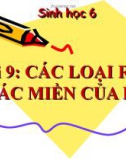 Bài giảng Sinh học 6 bài 9: Các loại rễ các miền của rễ