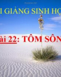 Bài giảng Sinh học 7 bài 22: Tôm sông