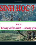 Bài giảng Sinh học 7 bài 5: Trùng biến hình và trùng giày