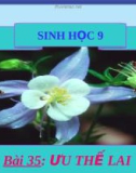 Bài giảng Sinh học lớp 9 bài 35: Ưu thế lai