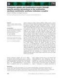 Báo cáo khoa học: Cobalamin uptake and reactivation occurs through speciﬁc protein interactions in the methionine synthase–methionine synthase reductase complex