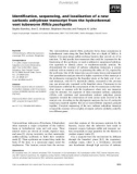 Báo cáo khoa học: Identiﬁcation, sequencing, and localization of a new carbonic anhydrase transcript from the hydrothermal vent tubeworm Riftia pachyptila